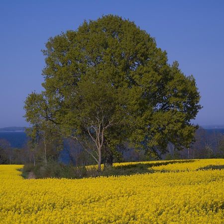 Fewo Muschel Glücksburg Buitenkant foto